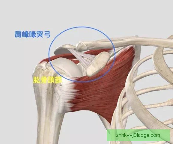 公开水域游泳肩部疼痛，预防与康复双线并进